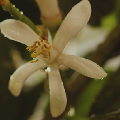 Giordani Gold Woman Eau de Parfum